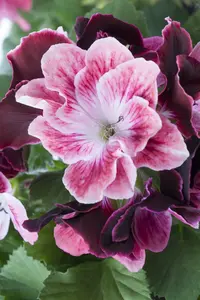pelargonium grandiflorum - afbeelding 5