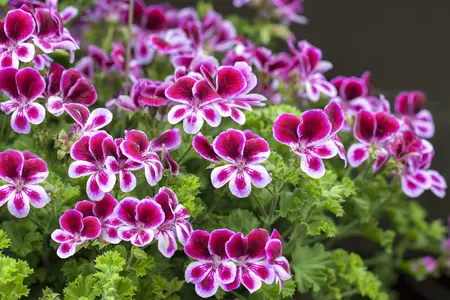 pelargonium grandiflorum - afbeelding 1