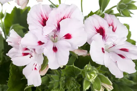 pelargonium grandiflorum - afbeelding 3