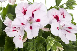 pelargonium grandiflorum - afbeelding 3