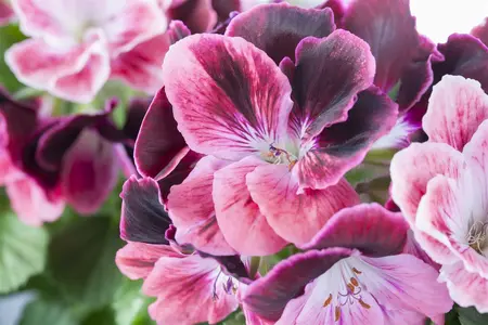 pelargonium grandiflorum - afbeelding 4