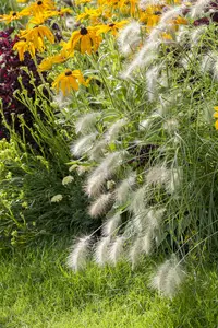 pennisetum al.  hameln  - afbeelding 3