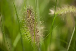 pennisetum al.  hameln  - afbeelding 2