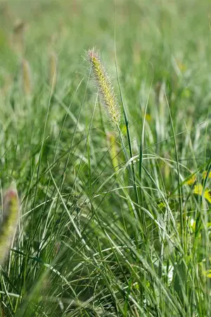 pennisetum al.  little bunny  - afbeelding 3