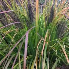 pennisetum alopecuroides black beauty