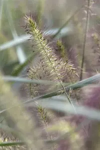 pennisetum alopecuroides  hameln