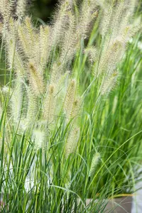 pennisetum  alopecuroides  little bunny