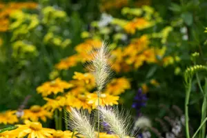 pennisetum alopecuroides  little bunny  - afbeelding 5