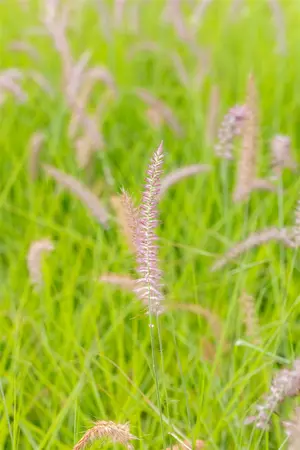 pennisetum orientale  karley rose ® - afbeelding 2