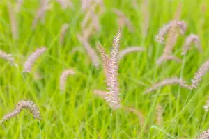 pennisetum orientale  karley rose ®