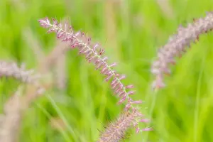 pennisetum orientale  karley rose ® - afbeelding 3