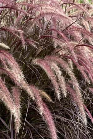 pennisetum setaceum  rubrum  - afbeelding 5