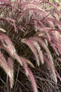 pennisetum setaceum  rubrum  - afbeelding 5