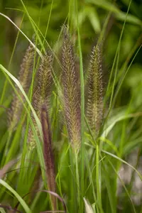 pennisetum viridiscens