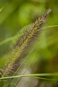 pennisetum viridiscens - afbeelding 2