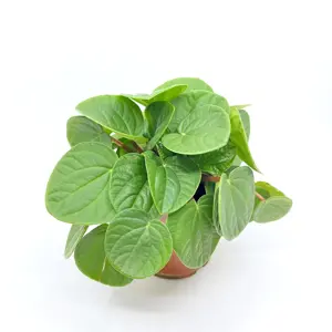 peperomia albovittata