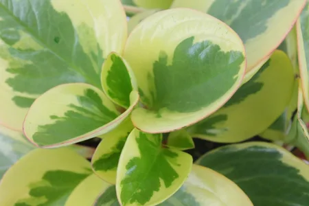 peperomia obtipan
