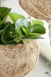 peperomia obtusifolia - afbeelding 1