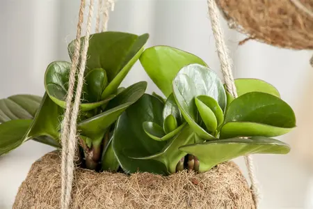 peperomia obtusifolia - afbeelding 2