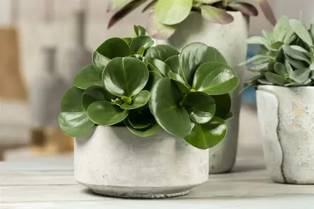 peperomia obtusifolia - afbeelding 3