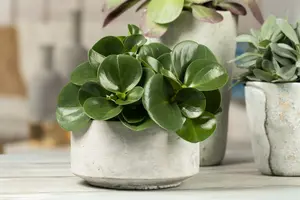 peperomia obtusifolia - afbeelding 3