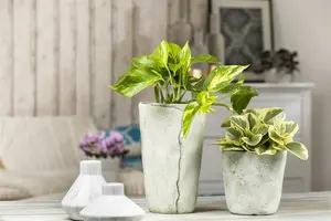 peperomia obtusifolia - afbeelding 4