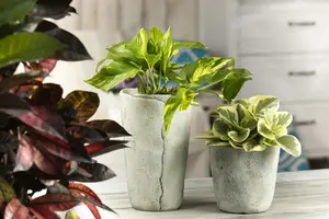 peperomia obtusifolia - afbeelding 5