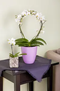 phalaenopsis - afbeelding 3