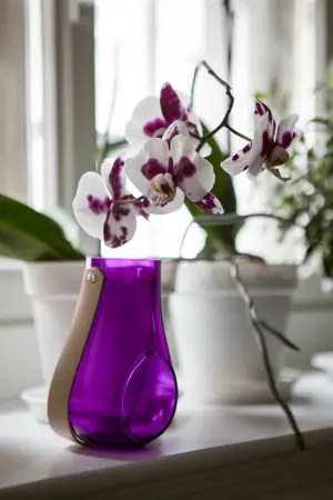 phalaenopsis - afbeelding 4