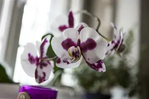 hybride speciaal - afbeelding 5