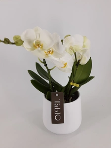 phalaenopsis tablo