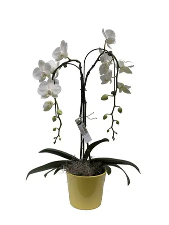 phalaenopsis  umbrella