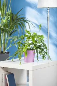 phlebodium blue fern