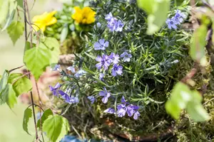 phlox subulata - afbeelding 2