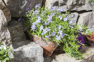 phlox subulata - afbeelding 4