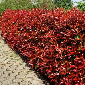 photinia f.  red robin