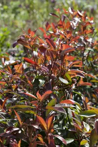 photinia fras.  red robin 