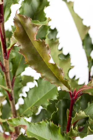 photinia serratifolia  crunchy  dv plant