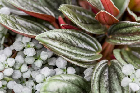 pilea depressa - afbeelding 1