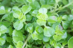 pilea depressa - afbeelding 2