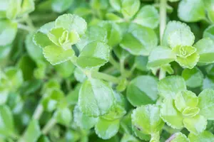 pilea depressa - afbeelding 3