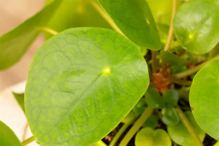 kleine pot - afbeelding 5