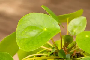 midden 3 - afbeelding 4