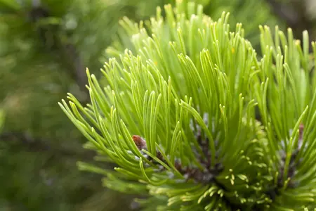 pinus mugo - afbeelding 1