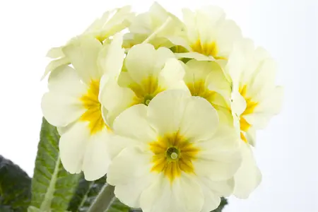 primula elatior - afbeelding 3