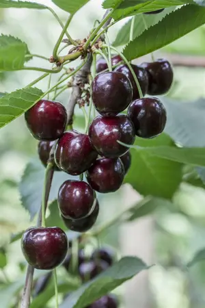 prunus a.  regina  - afbeelding 1