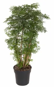 prunus cerasus kelleriis nr 16