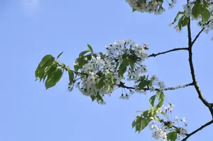 prunus cerasus schaarbeekse kriek
