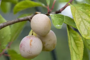 prunus d. mirabelle de nancy