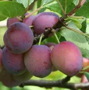 prunus d.  monsieur hâtif